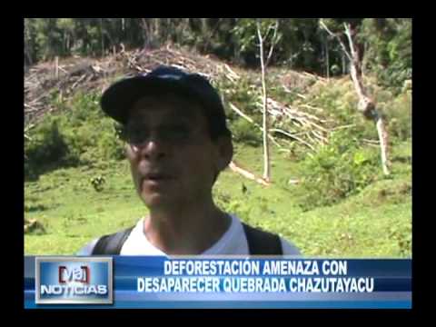 Deforestación amenaza con desaparecer quebrada Chazutayacu Deforestación amenaza con desaparecer quebrada Chazutayacu
