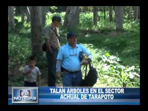 Talan árboles en el sector Achual de Tarapoto Talan árboles en el sector Achual de Tarapoto