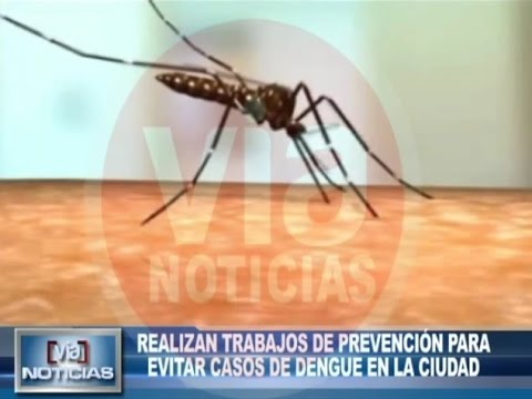 Consolidan equipo técnico para la lucha contra el dengue Consolidan equipo técnico para la lucha contra el dengue