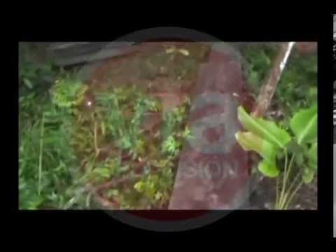 Comité regional de protección ambiental constató insitu tala ilegal de especie forestal Comité regional de protección ambiental constató insitu tala ilegal de especie forestal