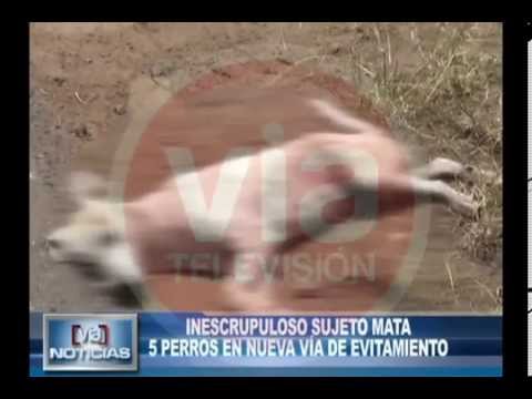 Inescrupuloso sujeto mata 5 perros en nueva vía de evitamiento Inescrupuloso sujeto mata 5 perros en nueva vía de evitamiento