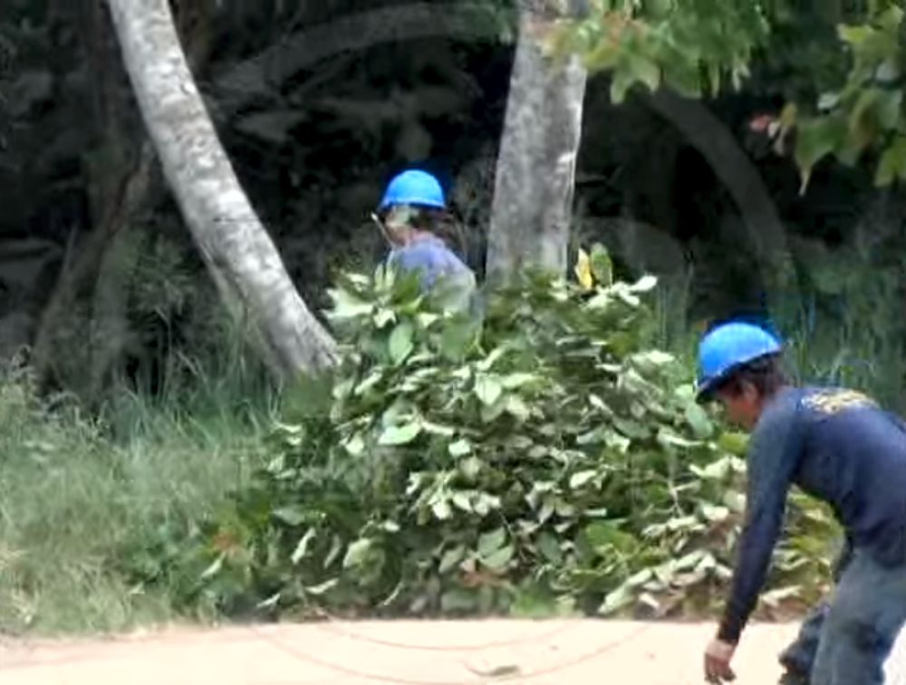 Realizan tala de árboles en Villa Autónoma sin contar con permiso del ARA