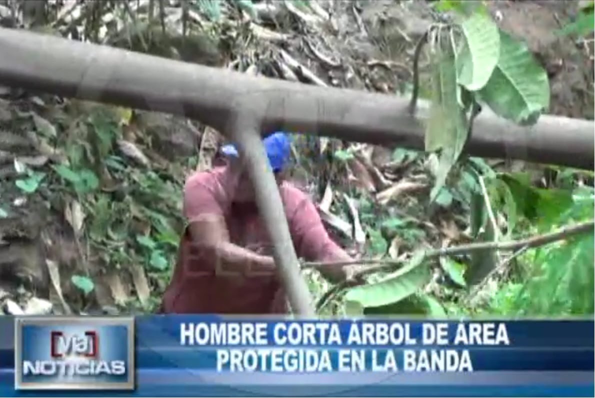 Hombre corta árbol de área protegida en La Banda Hombre corta árbol de área protegida en La Banda