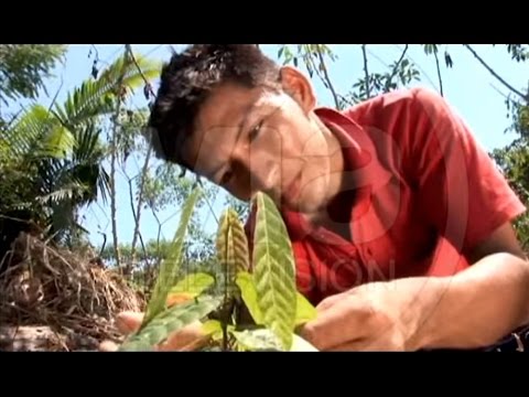 Nuevas tendencias en el mercado mundial del cacao Nuevas tendencias en el mercado mundial del cacao