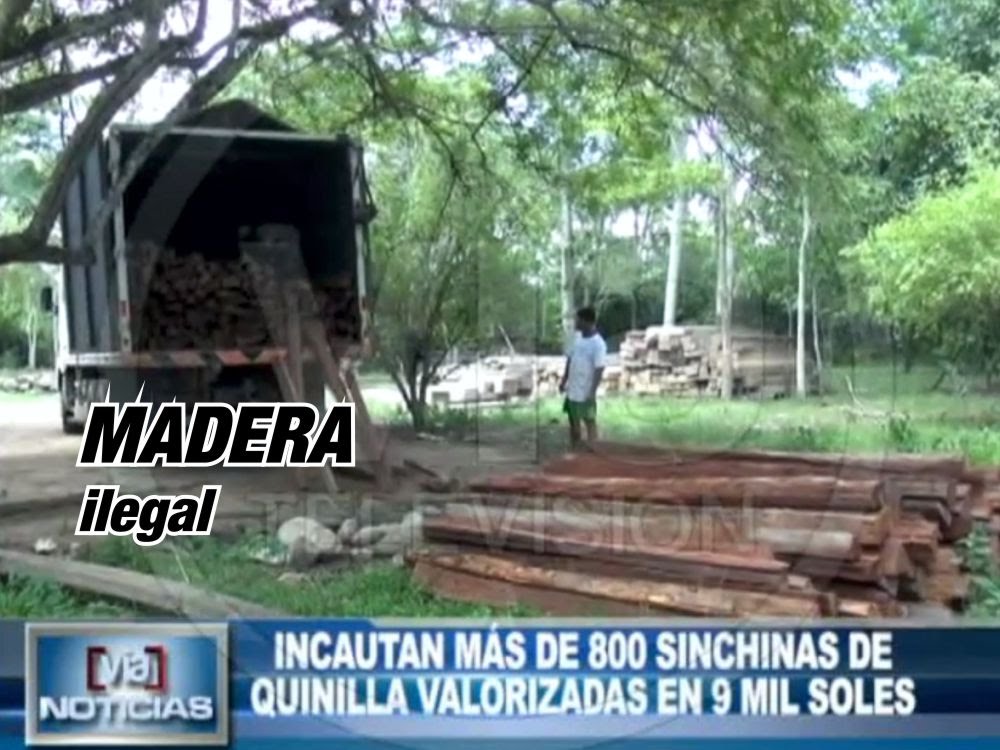 Incautan más de 800 sinchinas de quinilla valorizadas en 9 mil soles Incautan más de 800 sinchinas de quinilla valorizadas en 9 mil soles