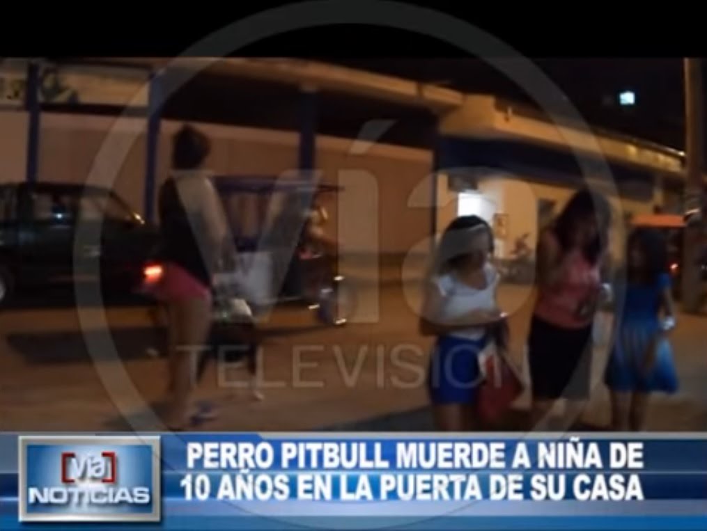Perro pitbull muerde a niña de 10 años en la puerta de su casa Perro pitbull muerde a niña de 10 años en la puerta de su casa