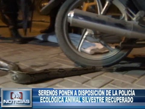 Serenos ponen a disposición de la policía ecológica animal silvestre recuperado Serenos ponen a disposición de la policía ecológica animal silvestre recuperado