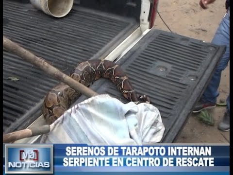 Serenos de Tarapoto internan serpiente en centro de rescate Serenos de Tarapoto internan serpiente en centro de rescate