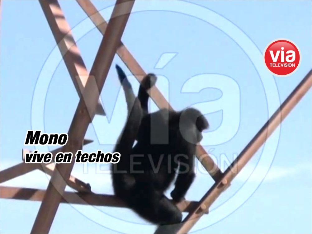 Mono maquisapa habita en techos del jirón Grau Mono maquisapa habita en techos del jirón Grau