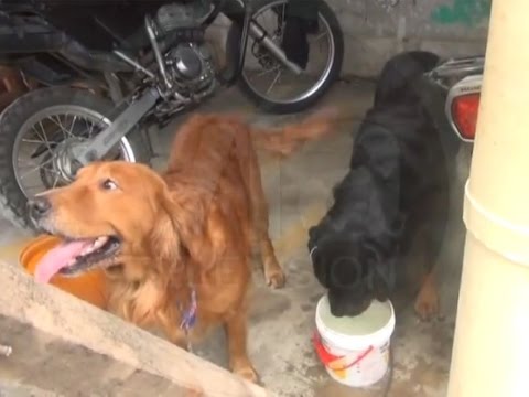 Canes que deambulaban en mercado 2 son rescatados por personal del 105 Canes que deambulaban en mercado 2 son rescatados por personal del 105