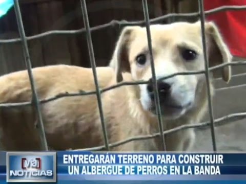 Entregarán terreno para construir un albergue de perros en La Banda Entregarán terreno para construir un albergue de perros en La Banda
