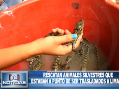 Rescatan animales silvestres que estaban a punto de ser trasladados a Lima