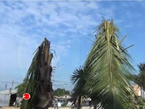Vecinos denuncian atentado ecológico para mejorar visibilidad de paneles políticos Vecinos denuncian atentado ecológico para mejorar visibilidad de paneles políticos