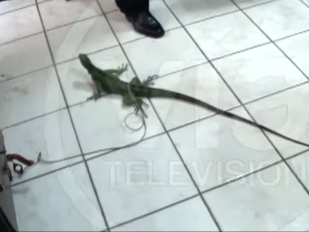 La Banda de Shilcayo: Recuperan iguana en cautiverio y la entregan a representantes del ANA La Banda de Shilcayo: Recuperan iguana en cautiverio y la entregan a representantes del ANA
