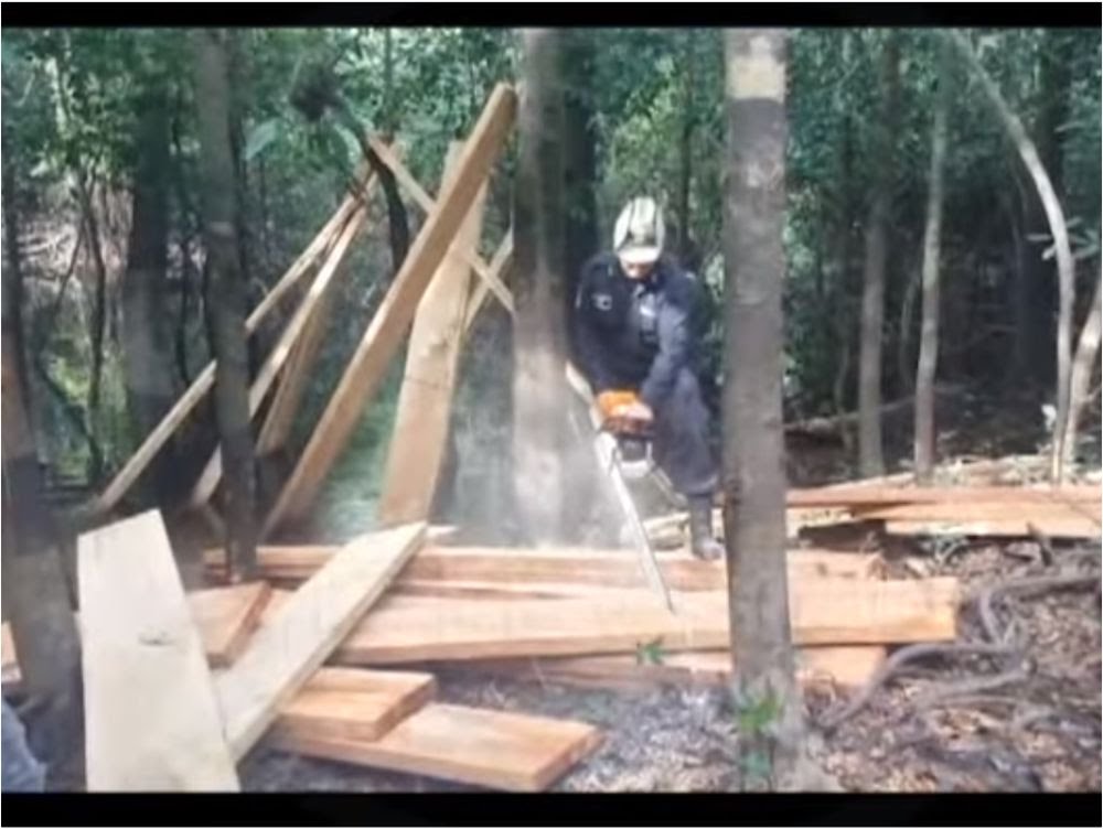 Detienen dos sujetos por tala ilegal de madera en el Bajo Huallaga Detienen dos sujetos por tala ilegal de madera en el Bajo Huallaga