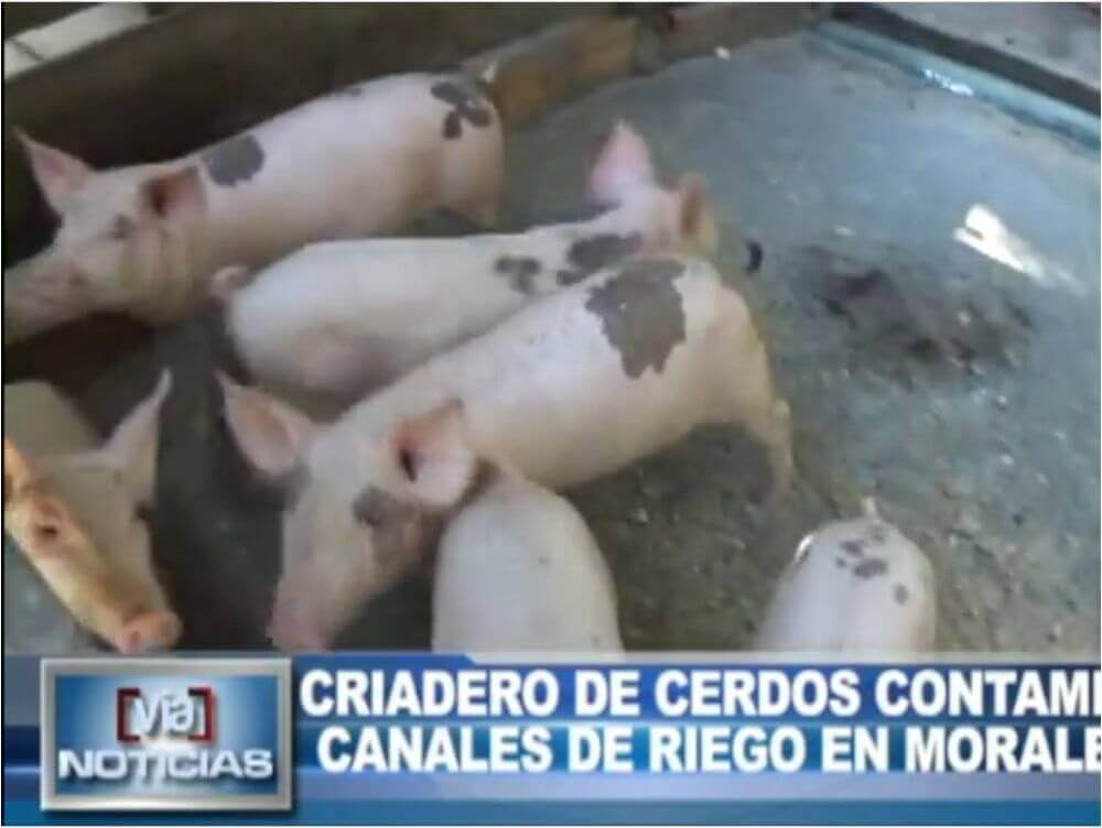 Criadero de cerdo contamina canales de riego en Morales Criadero de cerdo contamina canales de riego en Morales