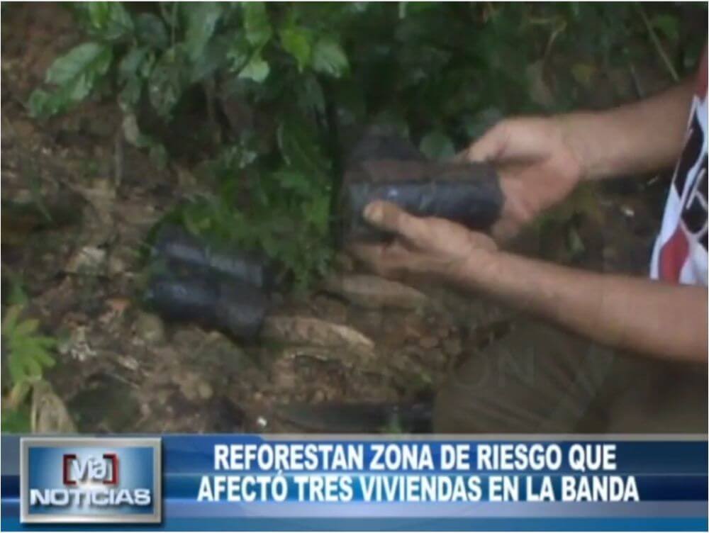 Reforestan zona de riesgo que  afectó tres viviendas en La Banda