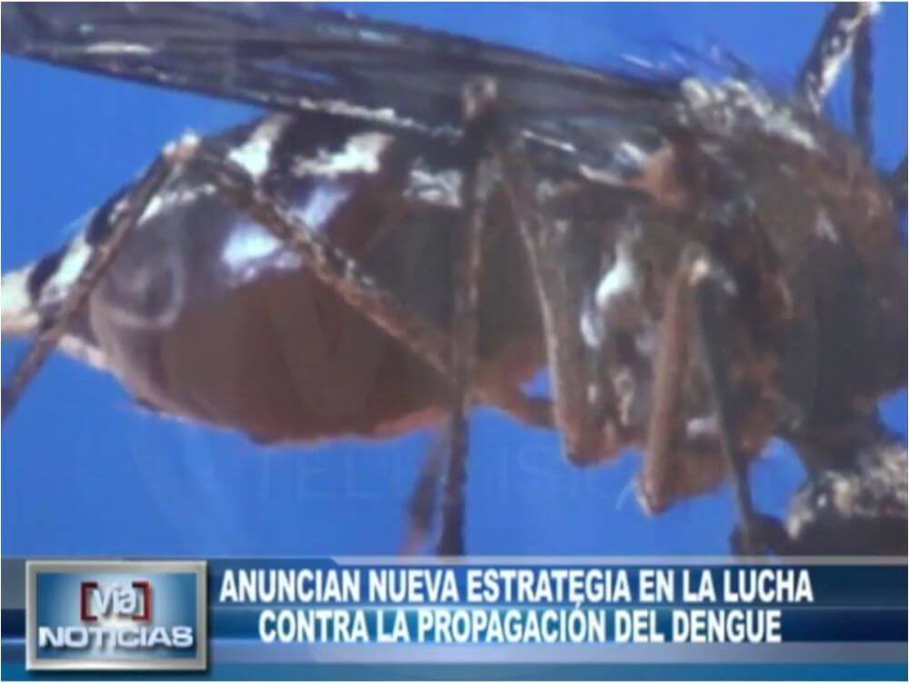 Anuncian nueva estrategia en la lucha contra la propagación del dengue Anuncian nueva estrategia en la lucha contra la propagación del dengue