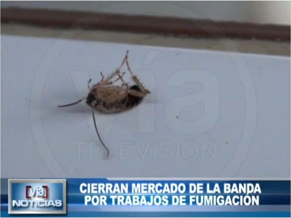 Cierran mercado de La Banda por trabajos de fumigación Cierran mercado de La Banda por trabajos de fumigación