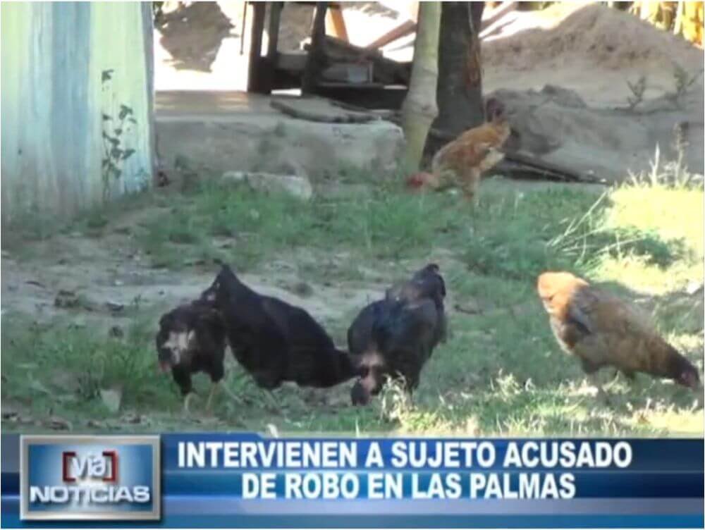 Intervienen a sujeto acusado  de robo en Las Palmas