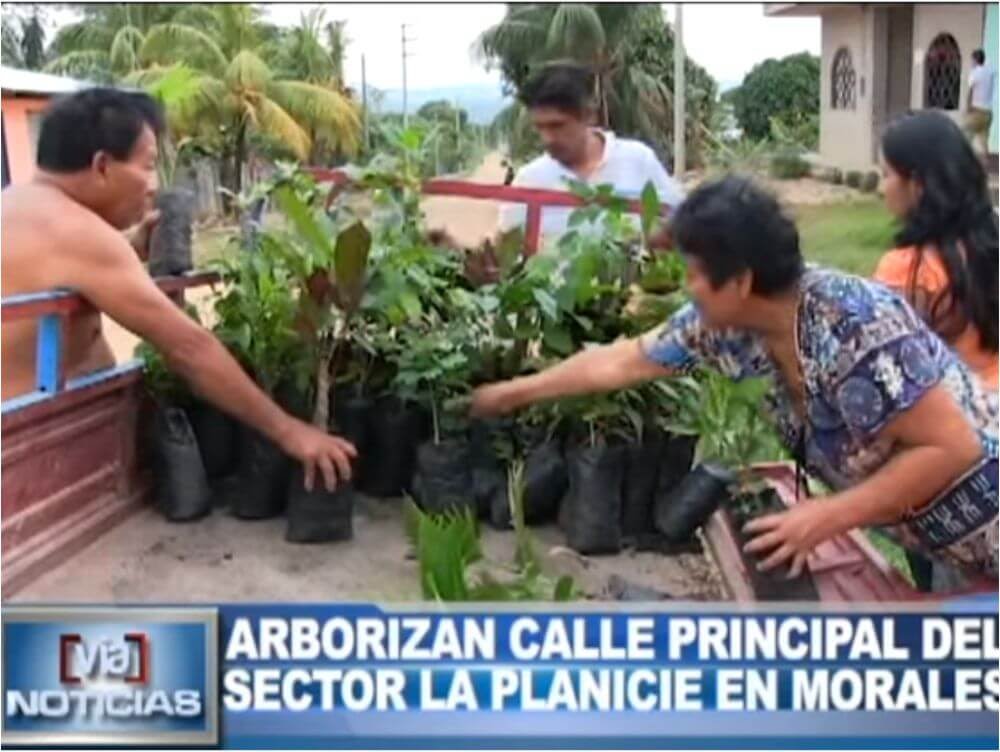Arborizan calle principal del sector la planicie en Morales