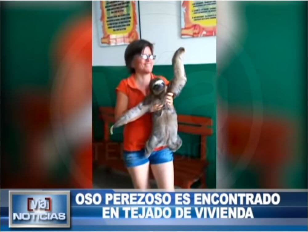 Oso perezoso es encontrado en tejado de vivienda en Lamas Oso perezoso es encontrado en tejado de vivienda en Lamas