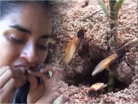 La salida del mamaco, en esta ocasión fuimos a cazar hormigas comestibles La salida del mamaco, en esta ocasión fuimos a cazar hormigas comestibles