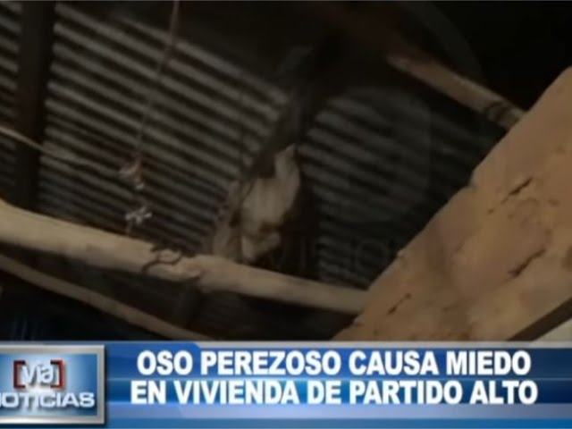 Tarapoto: oso perezoso causa miedo en vivienda de Partido Alto Tarapoto: oso perezoso causa miedo en vivienda de Partido Alto