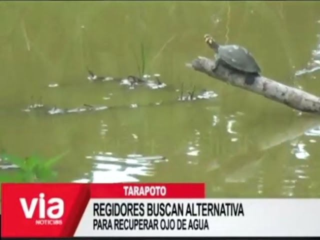 Tarapoto: regidores buscan alternativa para recuperar ojo de agua Tarapoto: regidores buscan alternativa para recuperar ojo de agua