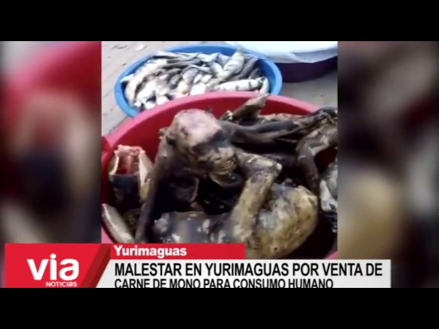 Malestar en la población Yurimagüina por venta de carne de mono para consumo humano Malestar en la población Yurimagüina por venta de carne de mono para consumo humano