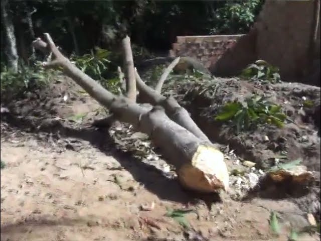 Tala de árboles en Villa Autónoma causa malestar en autoridades Tala de árboles en Villa Autónoma causa malestar en autoridades