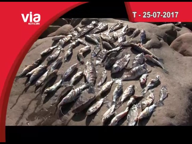Titulares Martes 26 de Julio del 2017 Titulares Martes 26 de Julio del 2017