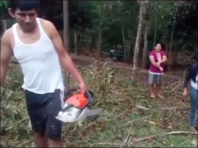 Frustran tala de árboles en área verde de la AA.VV Victoria baja Frustran tala de árboles en área verde de la AA.VV Victoria baja
