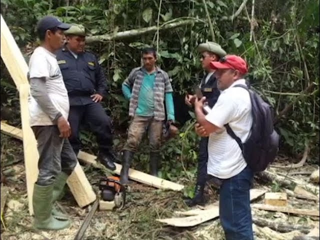 Policía detienen a dos sujetos por talar árboles maderables Policía detienen a dos sujetos por talar árboles maderables