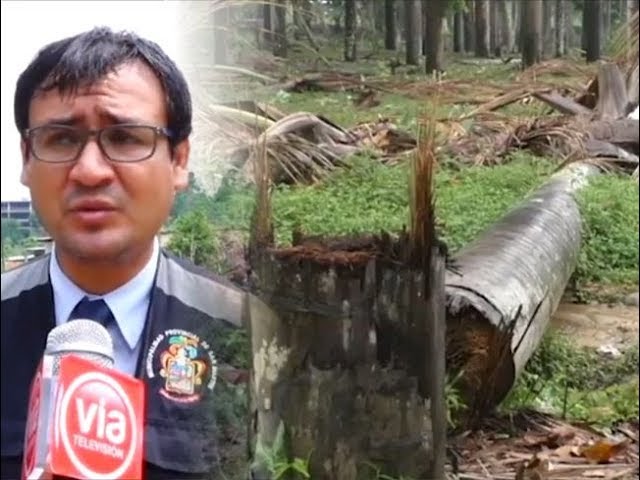 Autoridades realizan visita inopinada al sector achual por tala de aguajal Autoridades realizan visita inopinada al sector achual por tala de aguajal