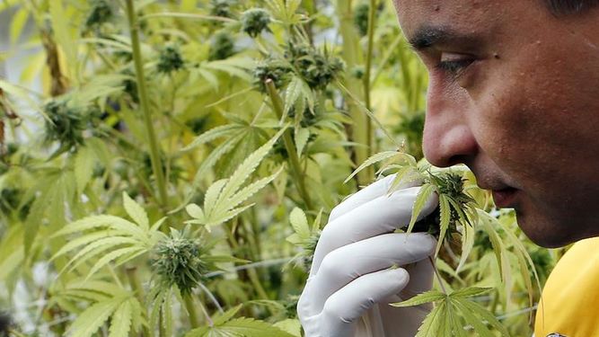 Perú: aprueban el uso de cannabis para uso medicinal