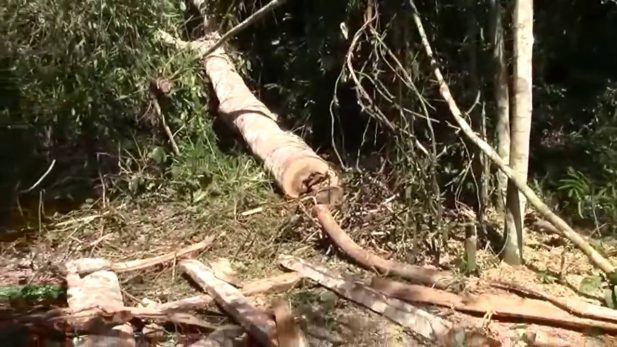Juanjuí: delincuentes talan árboles en terreno privado Juanjuí: delincuentes talan árboles en terreno privado