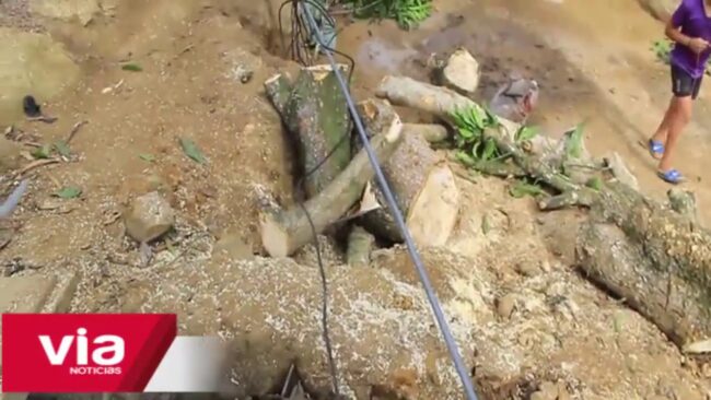 Poda de árbol por poco termina en tragedia en La Banda de Shilcayo