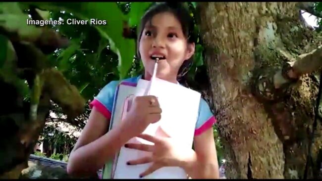 Pelejo – San Martín: niña trepa árbol para poder estudiar Pelejo – San Martín: niña trepa árbol para poder estudiar