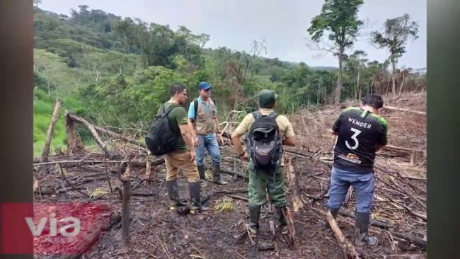 Deforestan y queman bosque en el Parque Nacional Cordillera Azul
