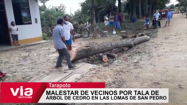 Malestar de vecinos por tala de un árbol de cedro en Las Lomas de San Pedro Malestar de vecinos por tala de un árbol de cedro en Las Lomas de San Pedro