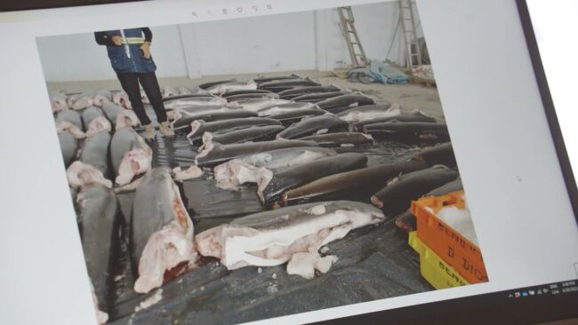 Tiburones en peligro de extinción por el tráfico de aletas y la sobrepesca en el norte de Perú Tiburones en peligro de extinción por el tráfico de aletas y la sobrepesca en el norte de Perú