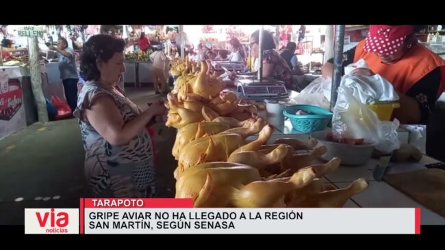 Gripe Aviar no ha llegado a la región San Martín, según SENASA Gripe Aviar no ha llegado a la región San Martín, según SENASA