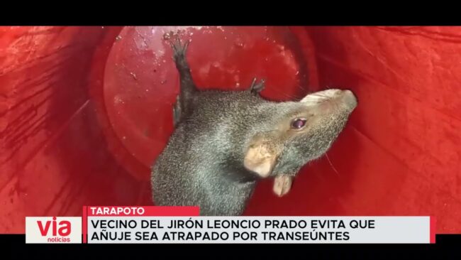 Vecino del jirón Leoncio Prado evita que añuje sea atrapado por transeúntes Vecino del jirón Leoncio Prado evita que añuje sea atrapado por transeúntes