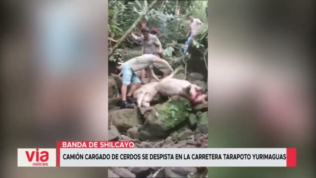 Camión cargado de cerdos se despista en la carretera Tarapoto – Yurimaguas