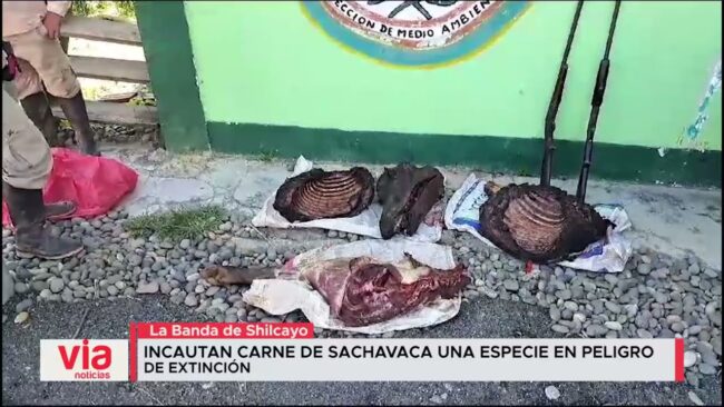 Incautan carne de sachavaca un especie en peligro de extinción Incautan carne de sachavaca un especie en peligro de extinción