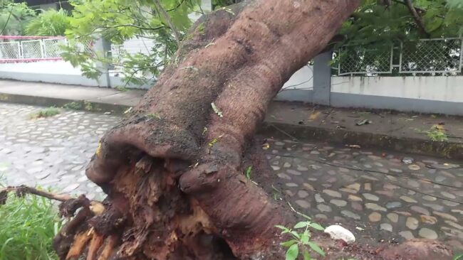 Fuerte precipitación pluvial ocasiona el colapso de un enorme árbol Fuerte precipitación pluvial ocasiona el colapso de un enorme árbol