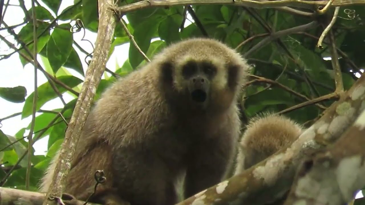 SERFOR permite reconocimiento del mono tocón como especie emblemática en ámbito urbano SERFOR permite reconocimiento del mono tocón como especie emblemática en ámbito urbano