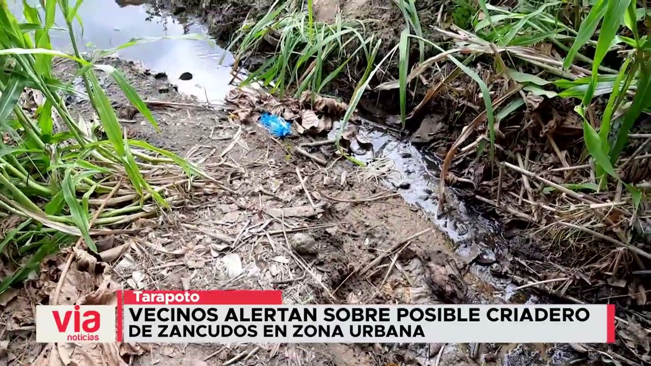 Vecinos alertan sobre posible criadero de zancudos en zona urbana Vecinos alertan sobre posible criadero de zancudos en zona urbana
