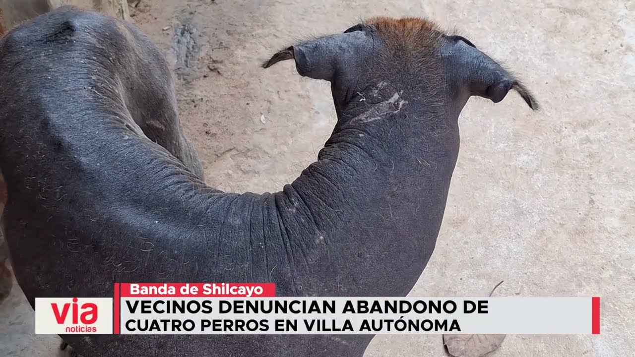 Vecinos denuncian abandono de cuatro perros en Villa Autónoma Vecinos denuncian abandono de cuatro perros en Villa Autónoma